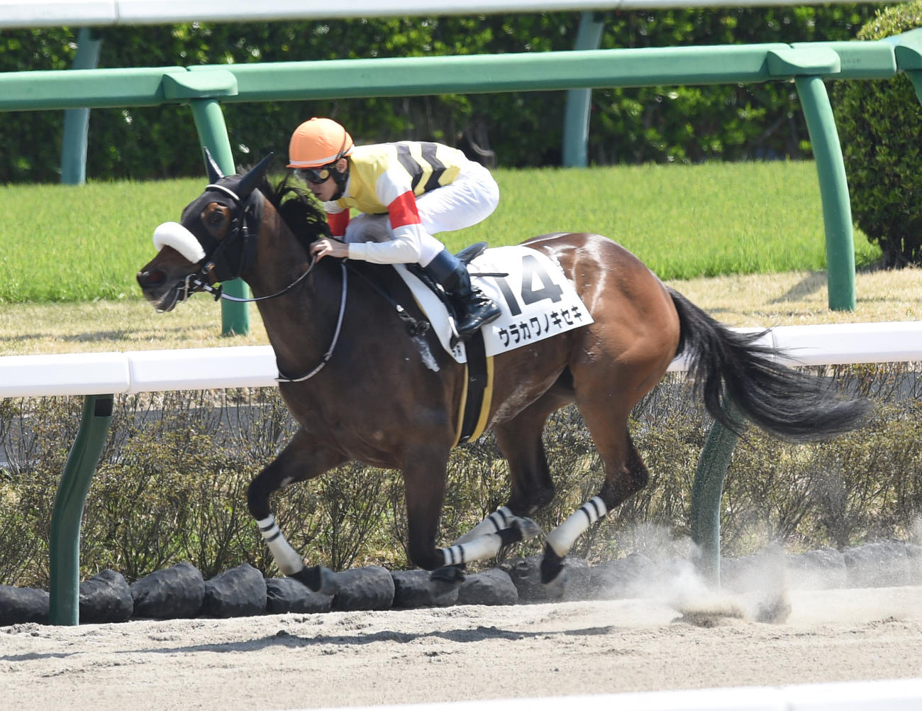 中山5Rを勝利したウラカワノキセキ（撮影・柴田隆二）