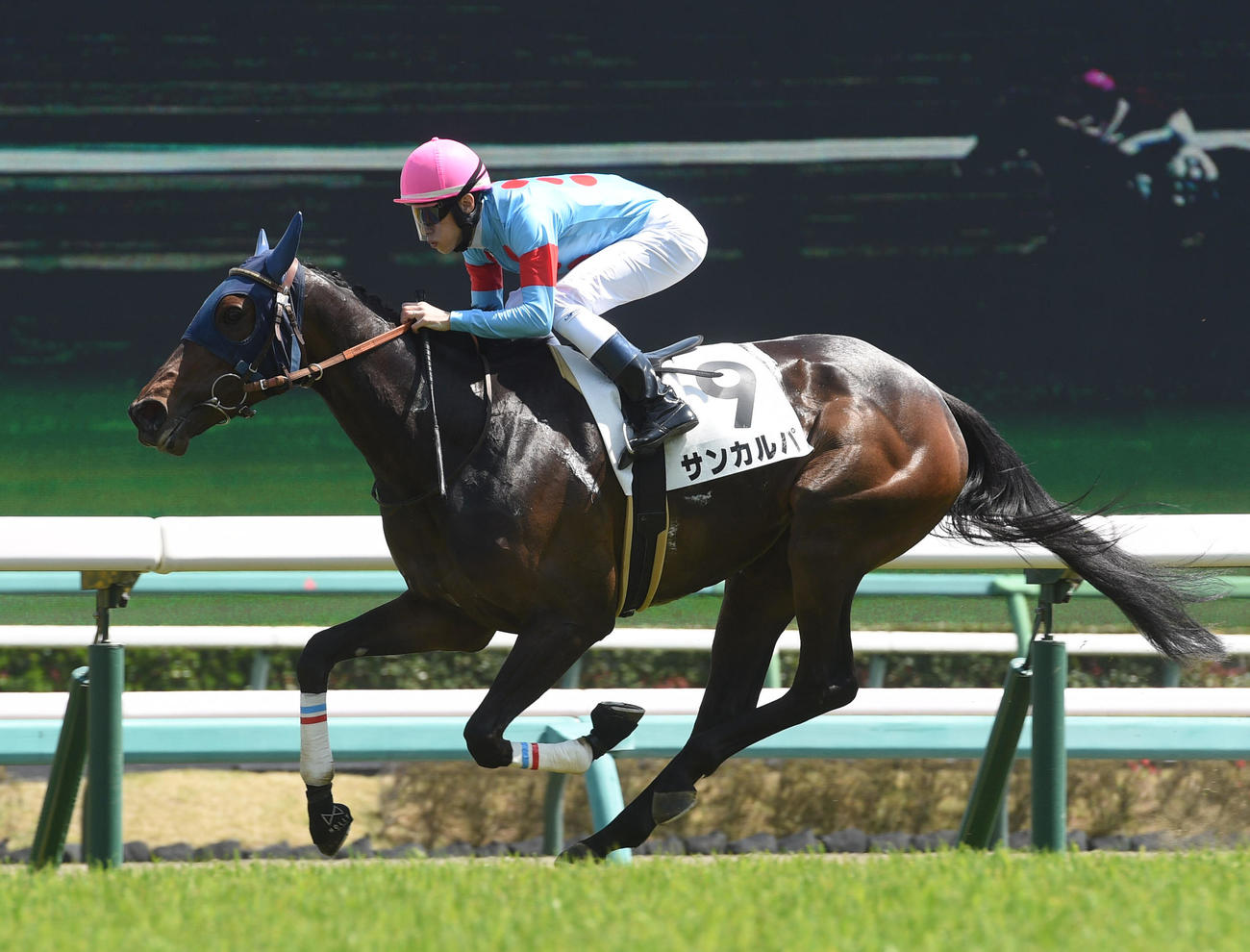 中山6Rを制したサンカルパ（撮影・柴田隆二）