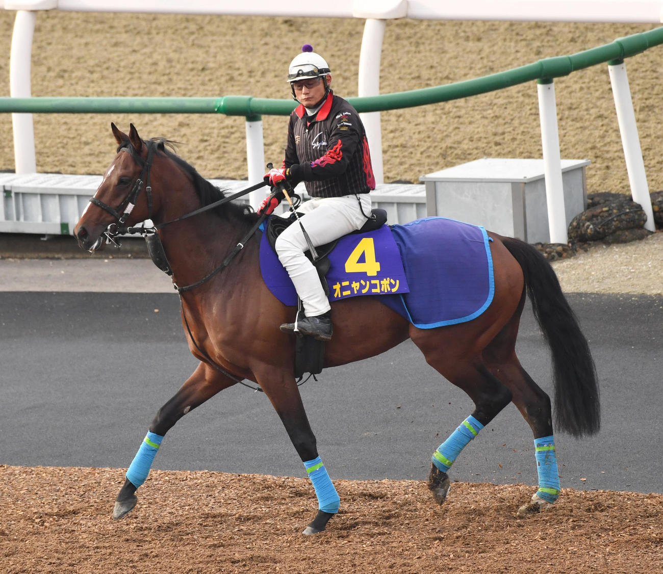 追い切りに向かうオニャンコポン（2022年4月6日撮影）