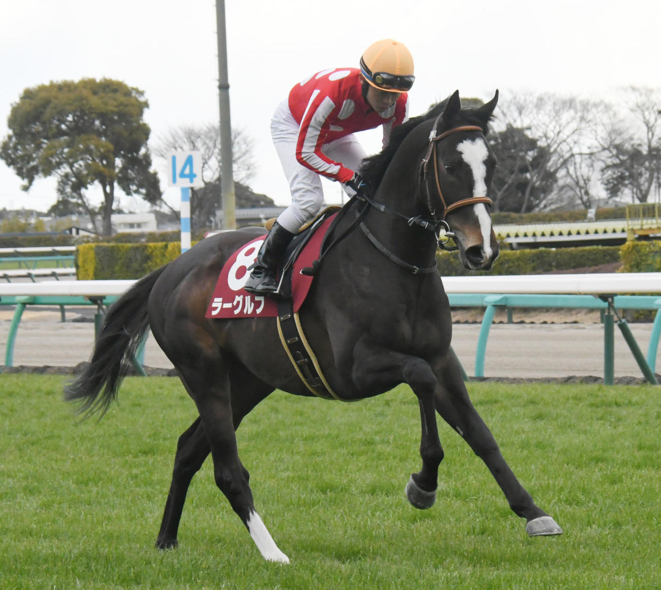 弥生賞に出走したラーグルフと丸田騎手（2022年3月6日撮影）