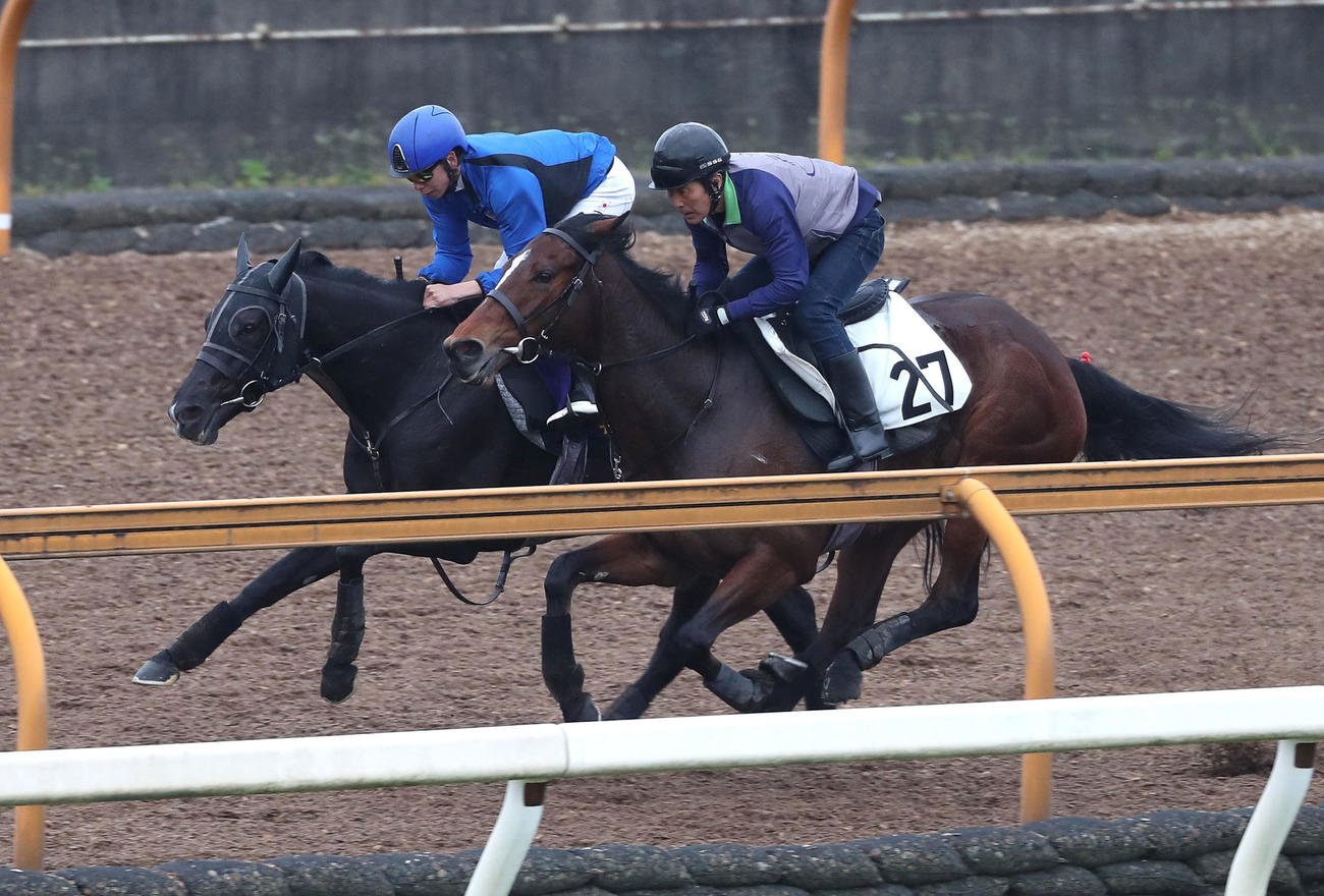 横山武騎手を背にCウッドをアウトオブサイト（手前）と併せ馬で追い切るキラーアビリティ（撮影・白石智彦）