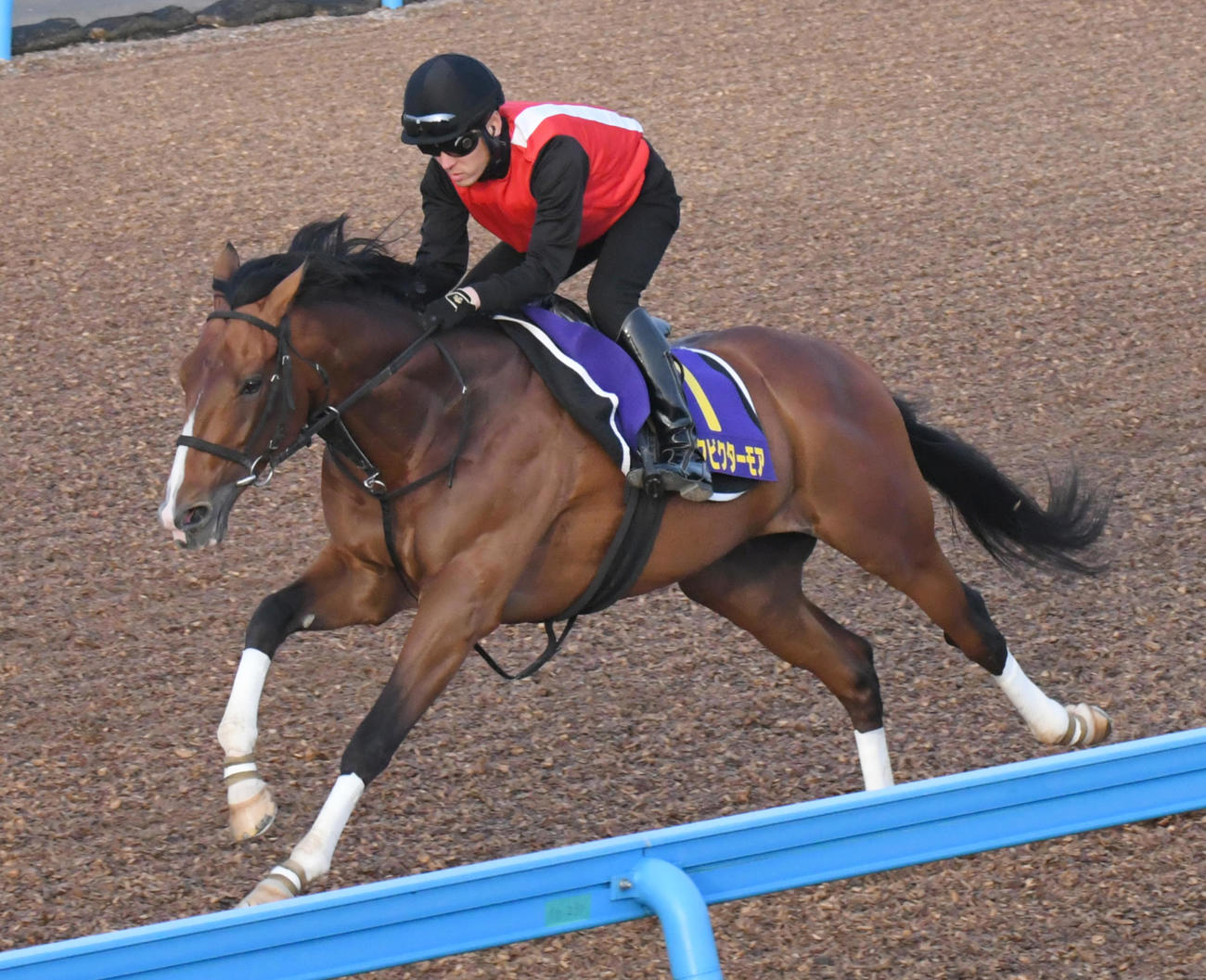 追い切りで力強いフットワークを見せたアスクビクターモア（撮影・酒井清司）