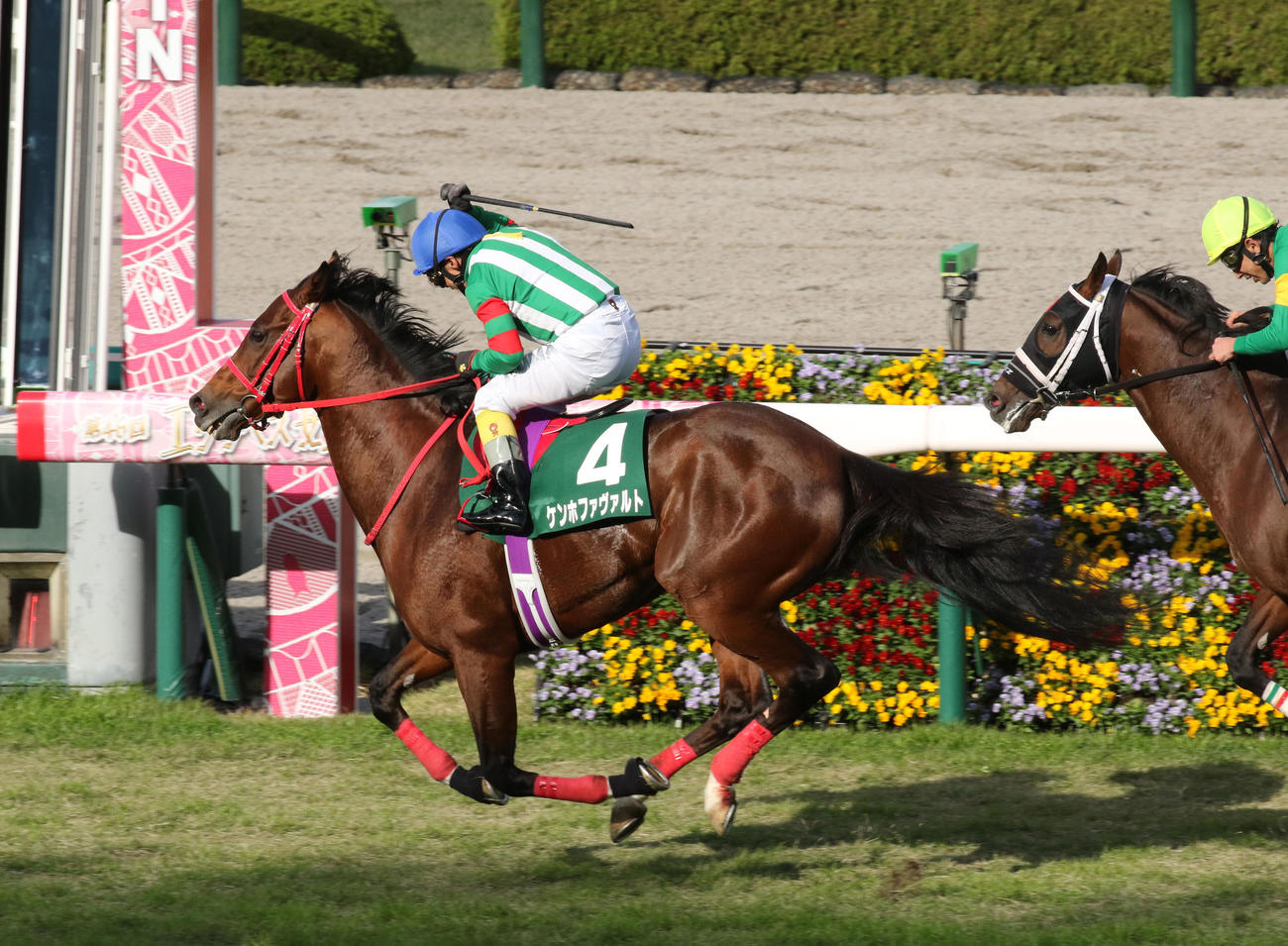 京都ジャンプステークスを制したケンホファヴァルト（21年11月13日撮影）