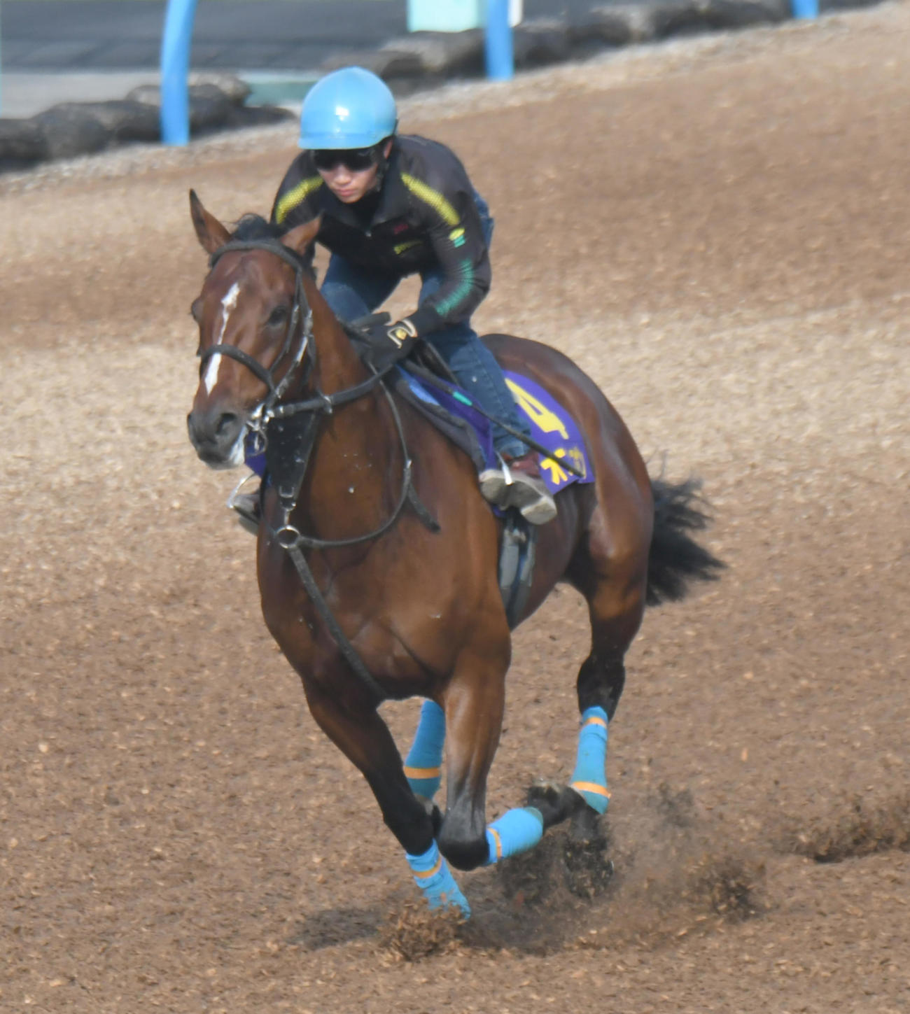 オニャンコポンは菅原明騎手を背に、ウッドチップコースで追い切られた（撮影・酒井清司）