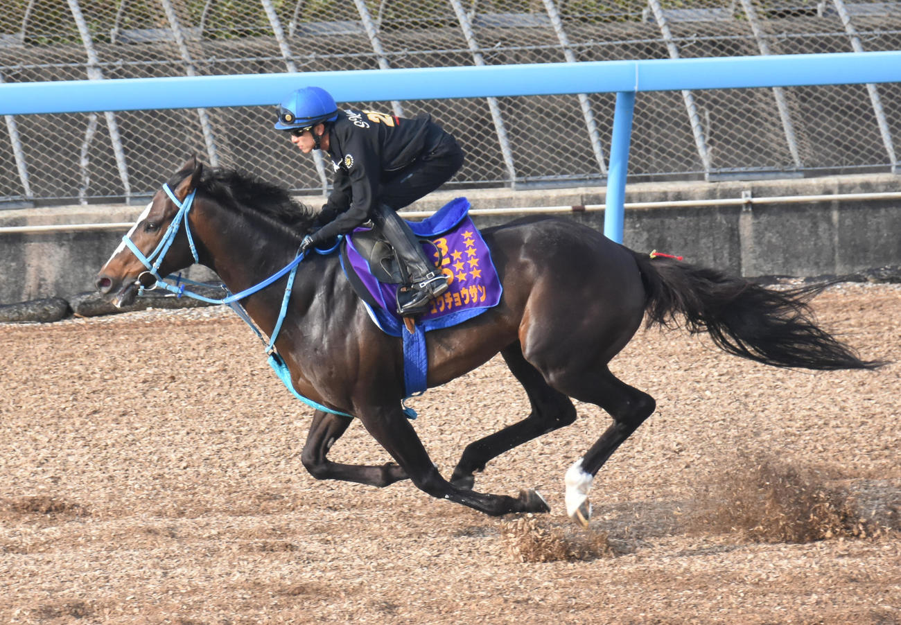 オジュウチョウサンは石神騎手を背に、軽快なフットワークで追い切られた（撮影・酒井清司）