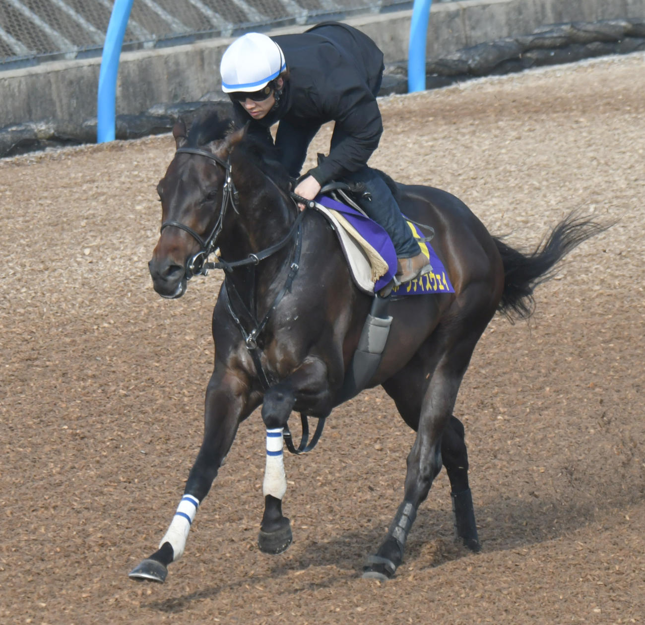 ボーンディスウェイは石橋脩騎手を背に、ウッドチップコースで追い切られた（撮影・酒井清司）