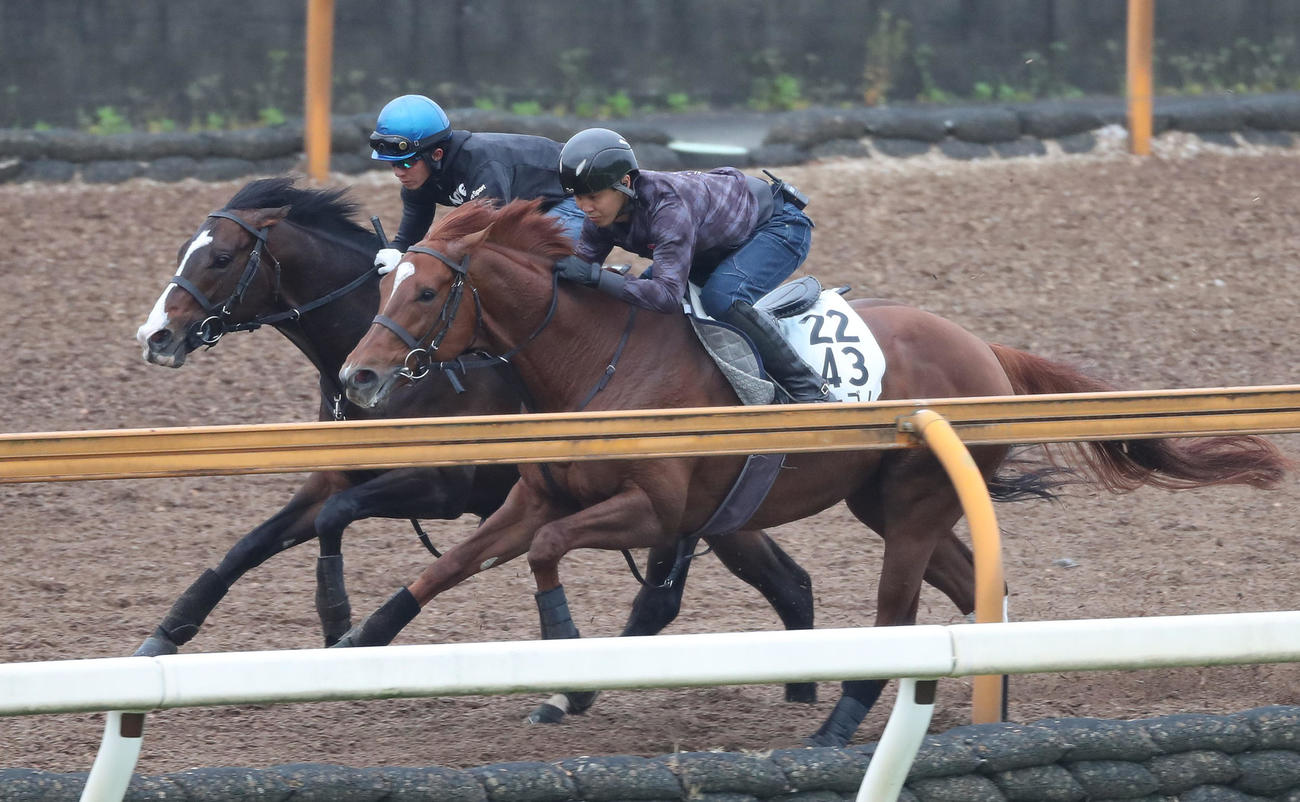 幸騎手を背にCウッドをラーゴム（右）と併せ馬で追い切るバーデンヴァイラー（撮影・白石智彦）