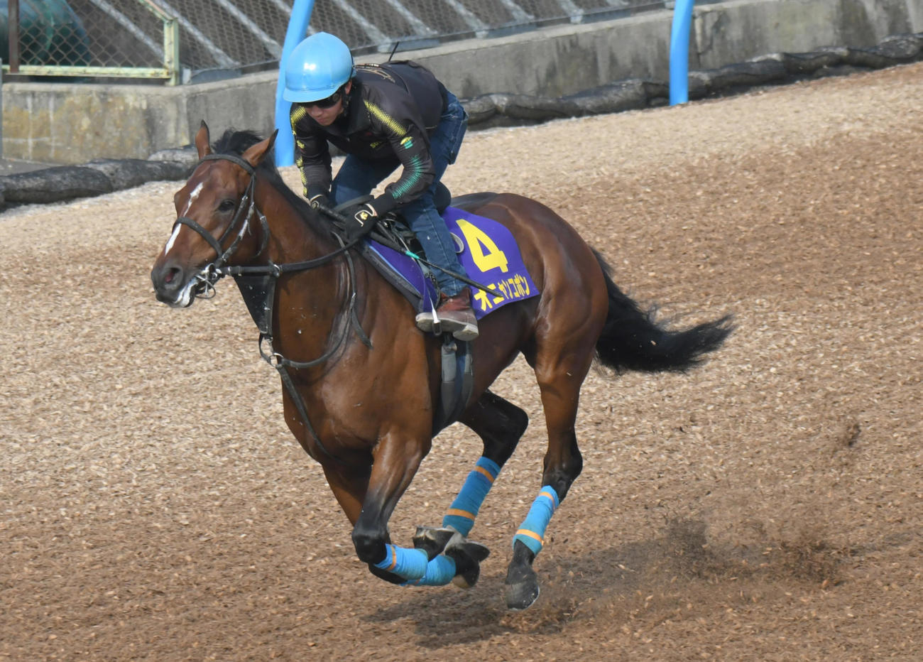 オニャンコポンは菅原明騎手を背に、ウッドチップコースで追い切られた（撮影・酒井清司）