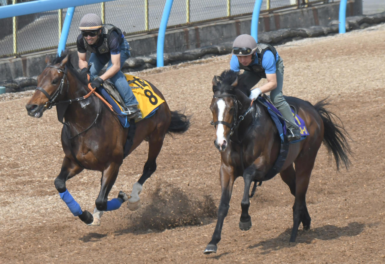 ダノンベルーガ（右）は、フィリオアレグロと併せて追い切られた（撮影・酒井清司）
