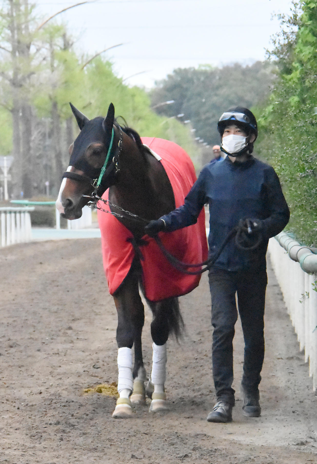 厩舎周りで引き運動するアスクビクターモア（撮影・酒井清司）