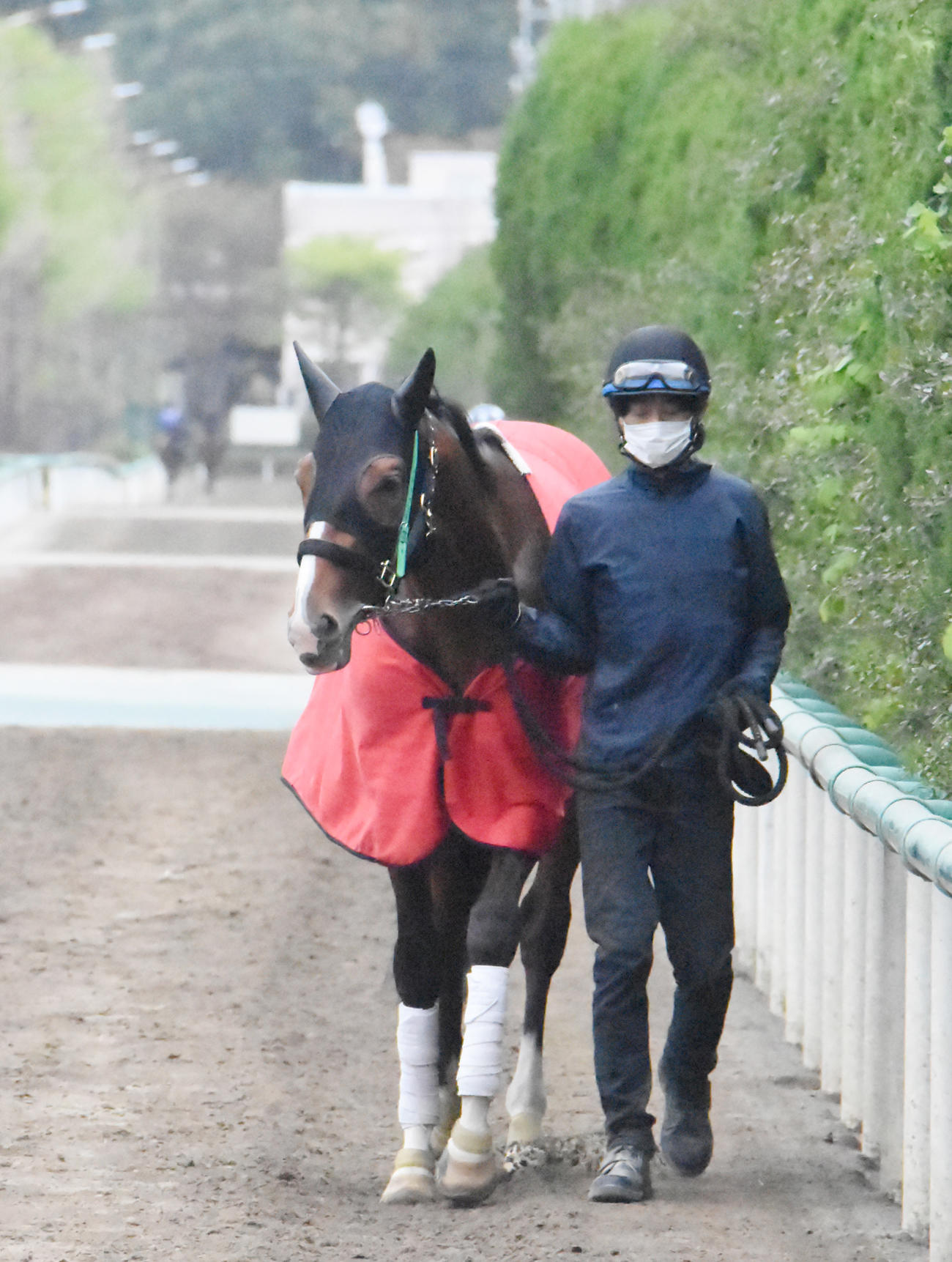 厩舎周りで引き運動するアスクビクターモア（撮影・酒井清司）
