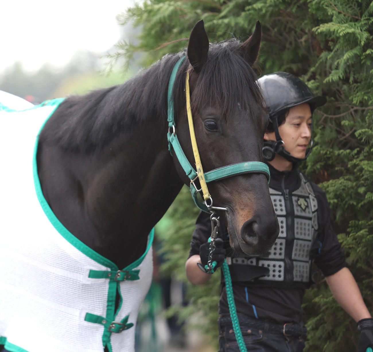 厩舎周りで運動するジャスティンパレス（撮影・白石智彦）