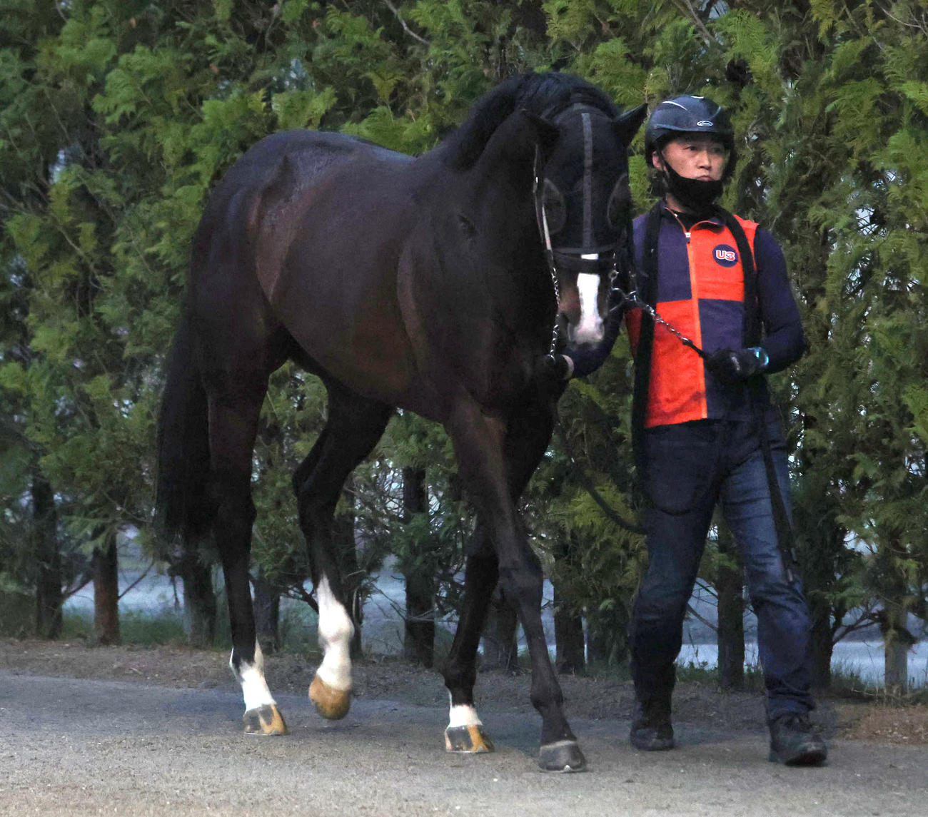厩舎周りで運動するビーアストニッシド（撮影・白石智彦）