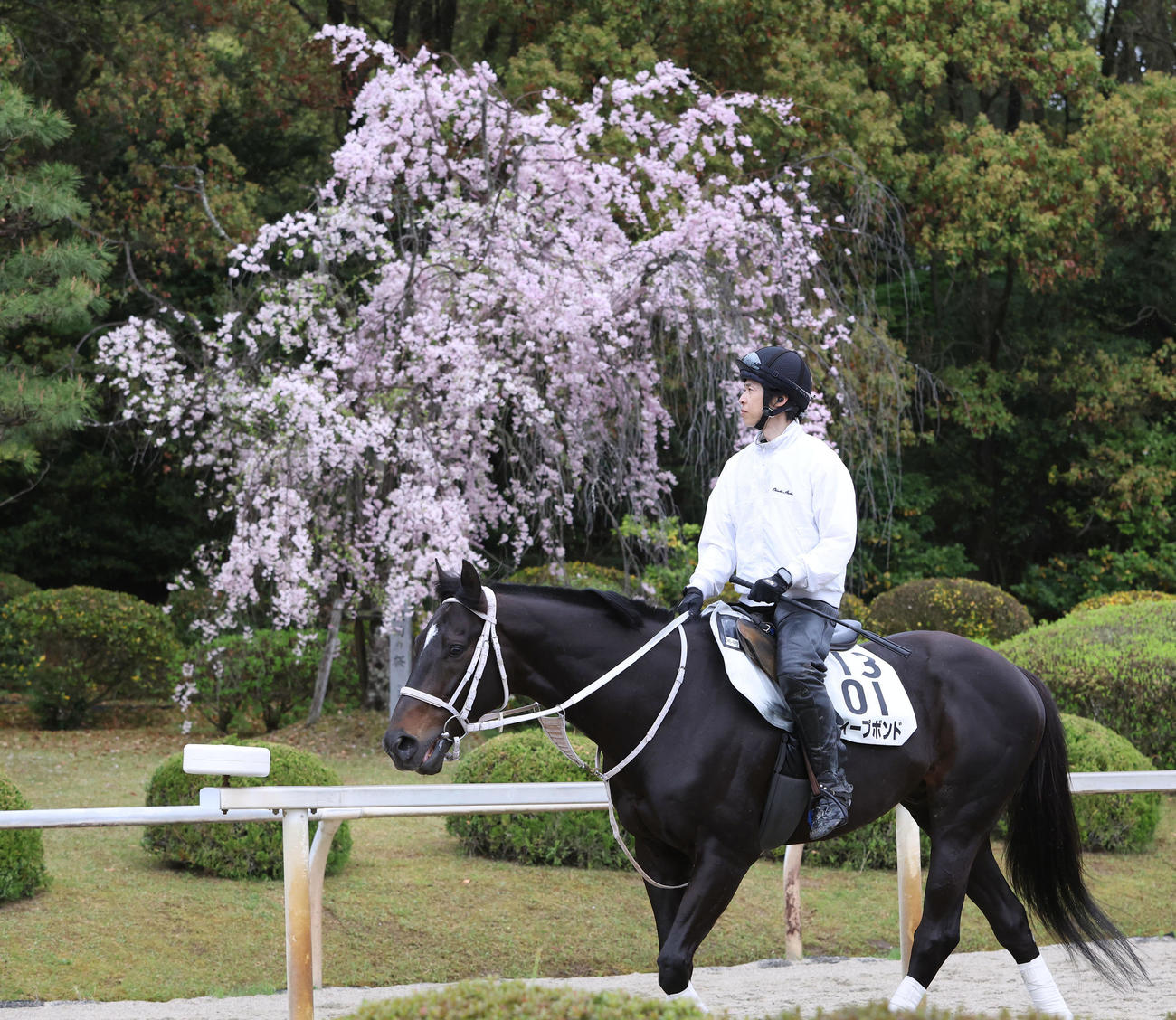 満開のしだれ桜をバックに運動するディープボンド（撮影・白石智彦）