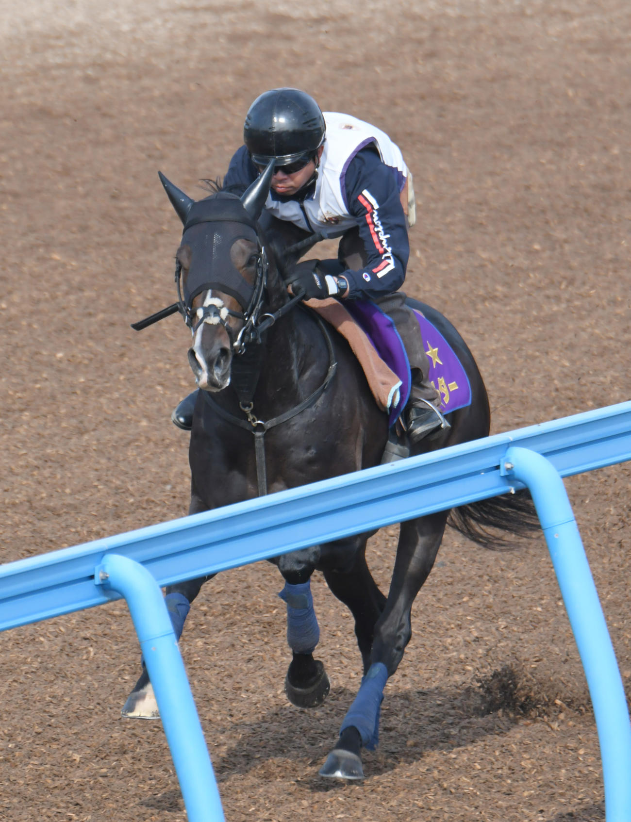 13日、美浦ウッドチップコースで追い切られたタイトルホルダー