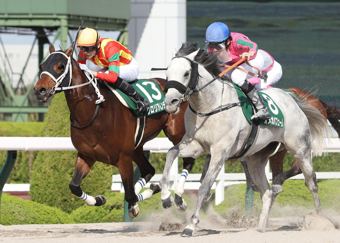 アンタレスS2着に敗れたグロリアムンディ（左）。右は勝ったオメガパフューム（撮影・白石智彦）