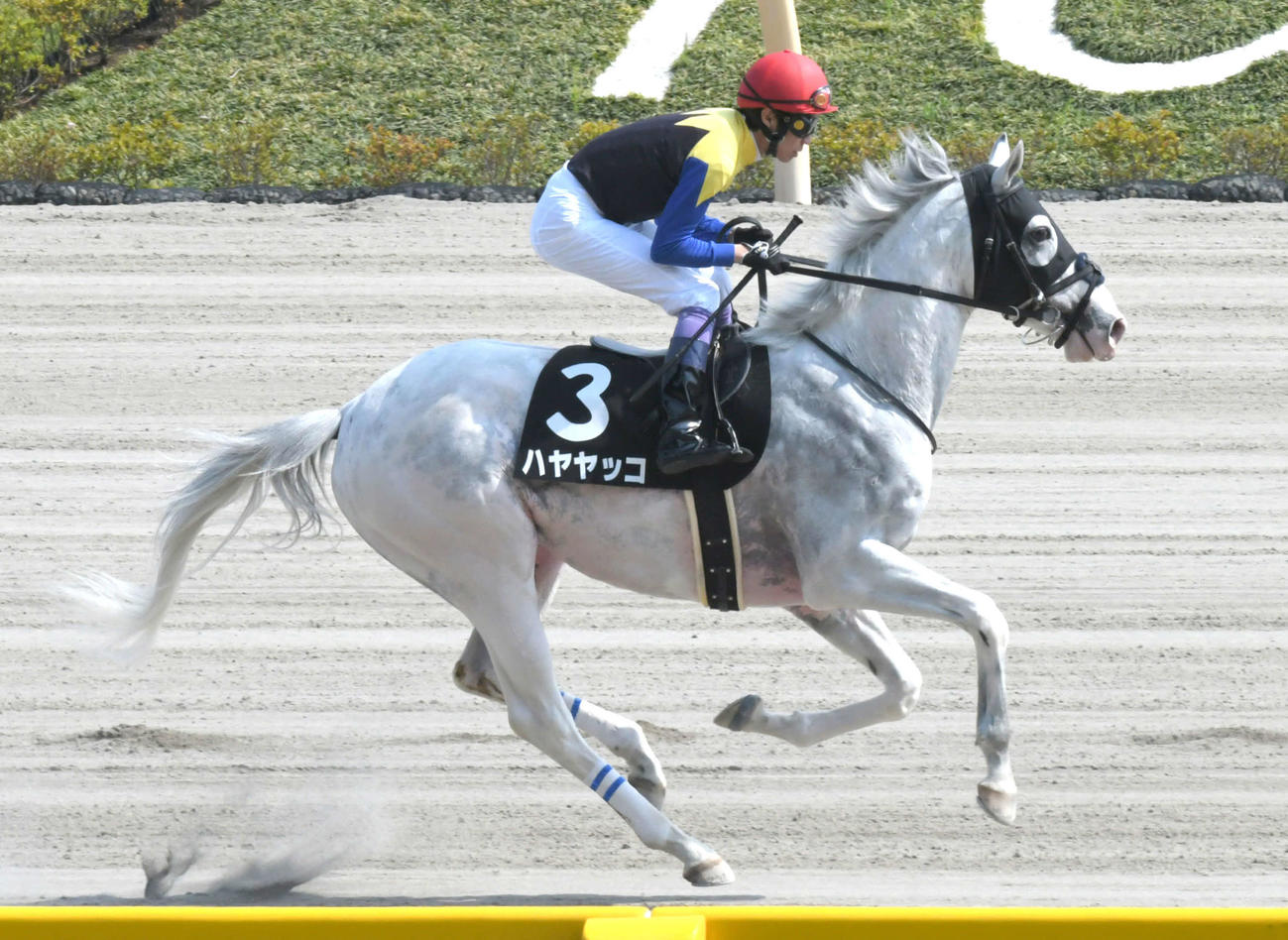 青竜Sに出走したハヤヤッコと武豊騎手（2019年5月12日撮影）
