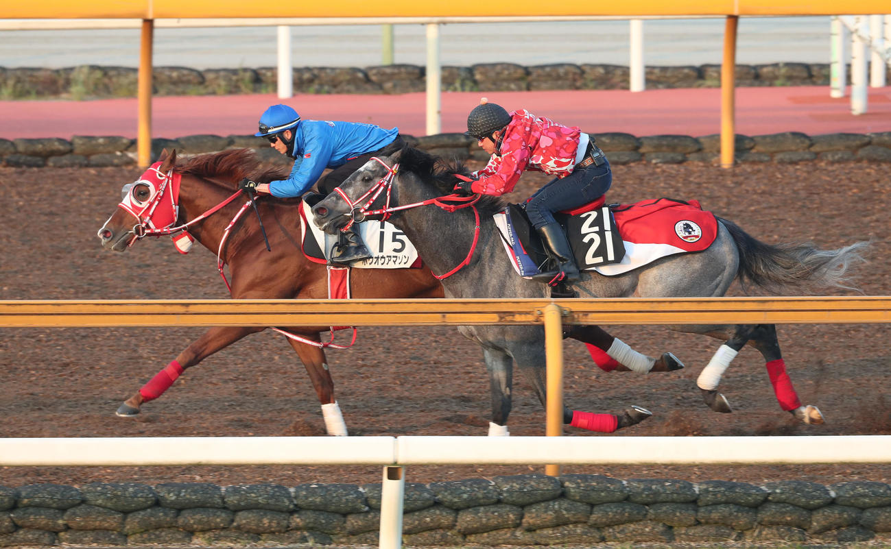 坂井騎手を背にCウッドをミスターホワイト（右）と併せ馬で追い切るホウオウアマゾン（撮影・白石智彦）