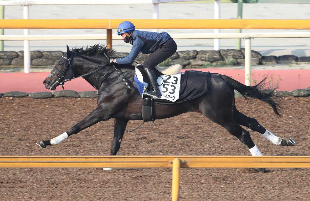 岩田望騎手を背にCウッドを単走で追い切るレッドベルオーブ（撮影・白石智彦）
