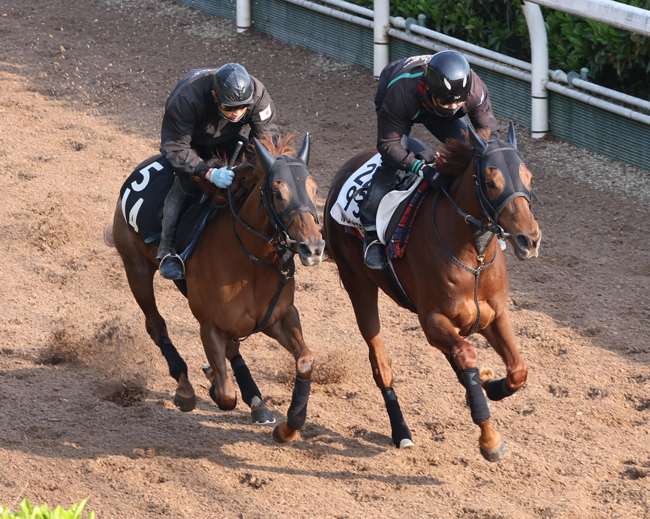 坂路にて併せ馬で追い切るルビーカサブランカ（右）