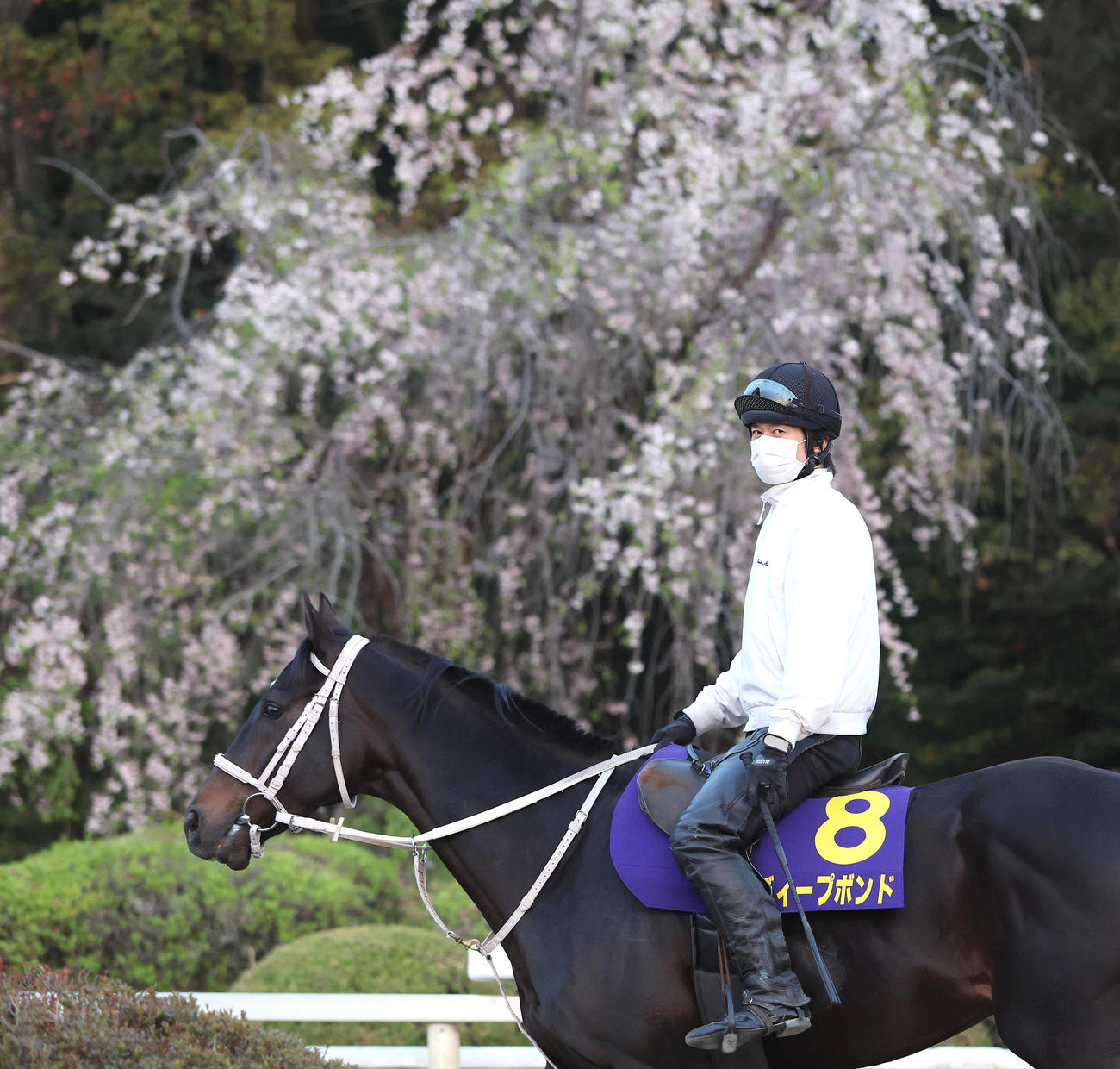 しだれ桜をバックに運動するディープボンド（撮影・白石智彦）