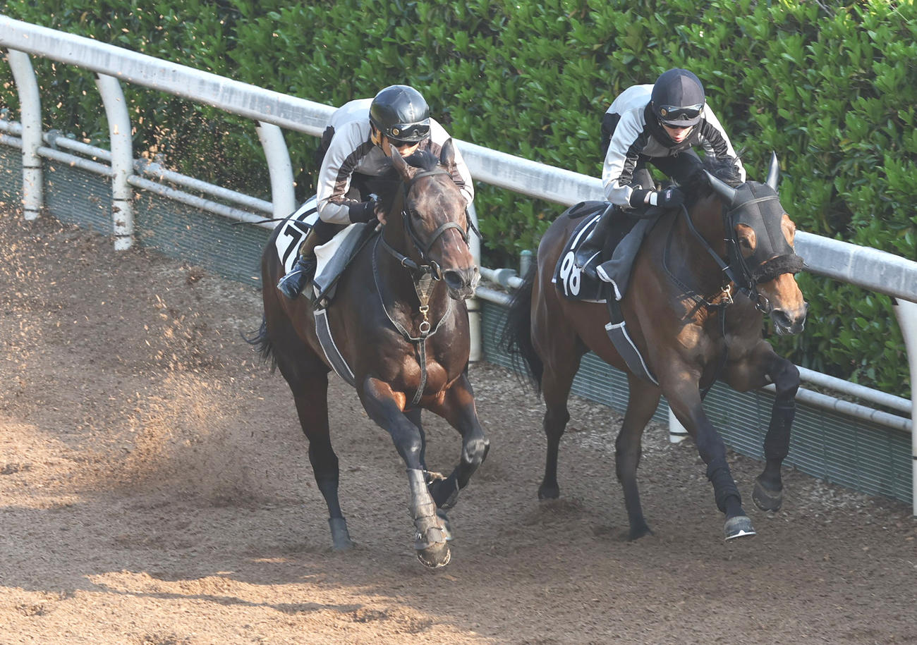 エアロロノア（左）は坂路併せ馬で力強いフットワークをみせた