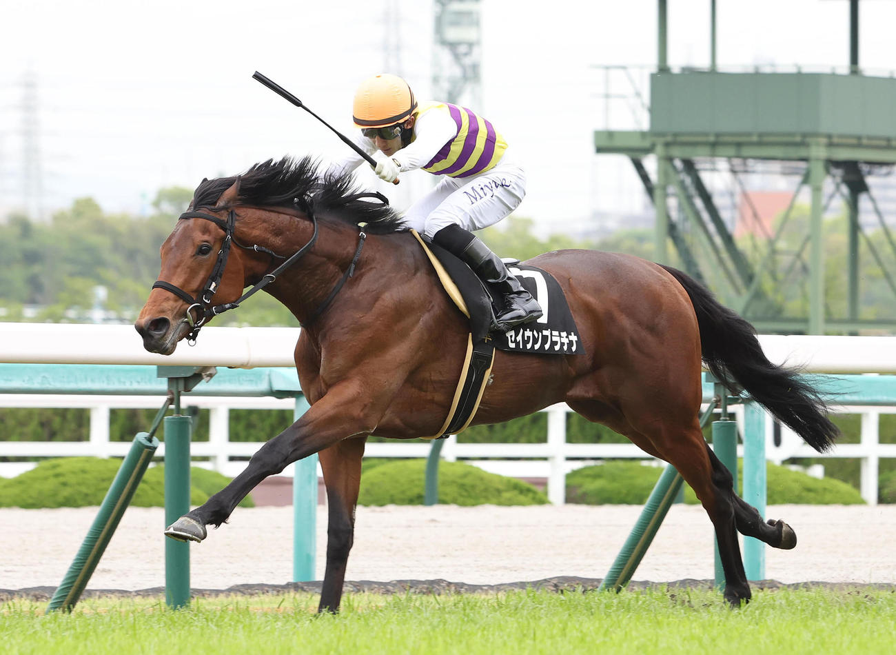 逃げ切ってあやめ賞を制したセイウンプラチナ（撮影・白石智彦）