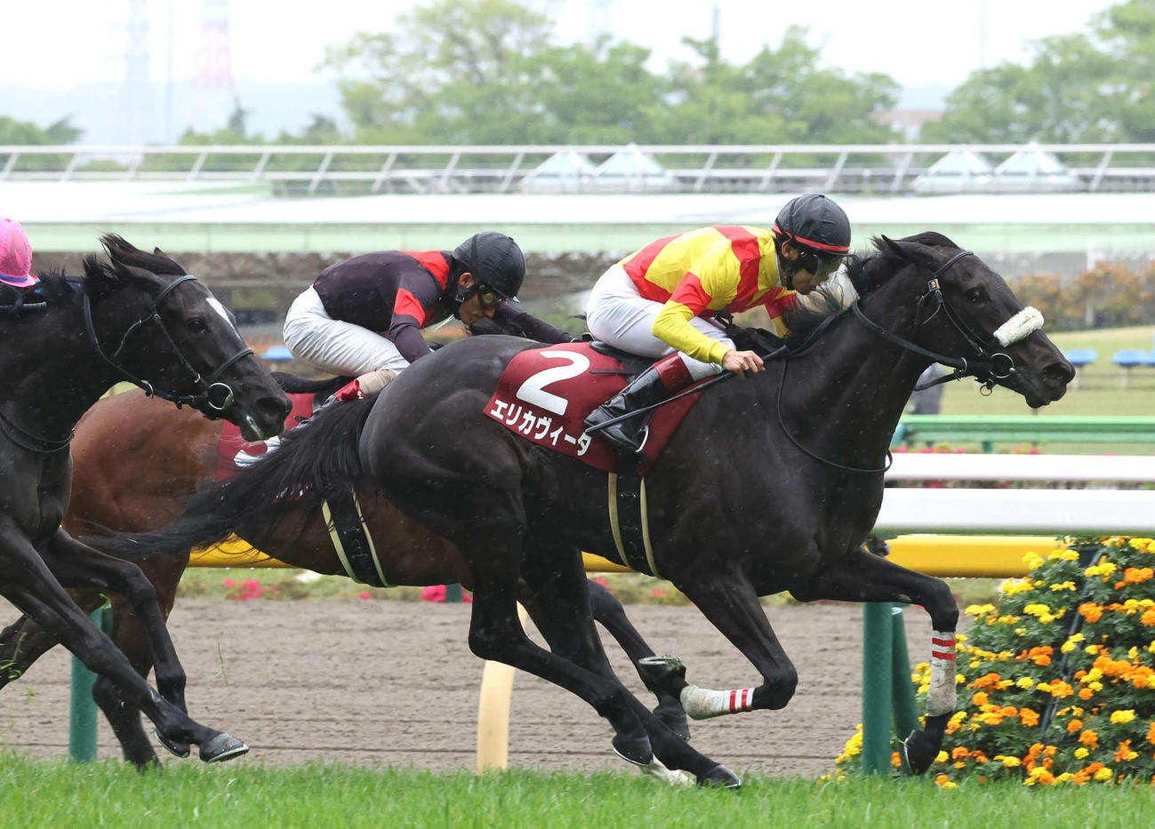 直線鋭く伸びてフローラSを制したエリカヴィータと田辺騎手（撮影・丹羽敏通）