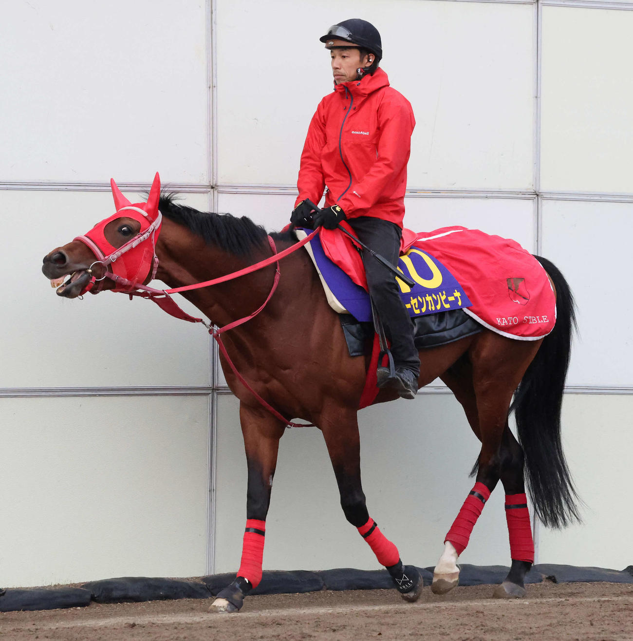 乗り運動するトーセンカンビーナ（2022年4月20日撮影）