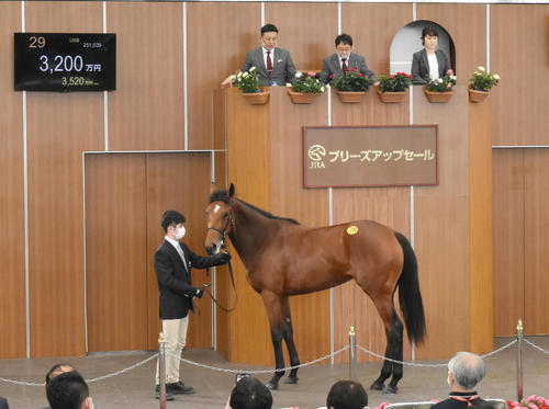 3200万円で落札されたラビアンローズ2020(撮影・酒井清司)