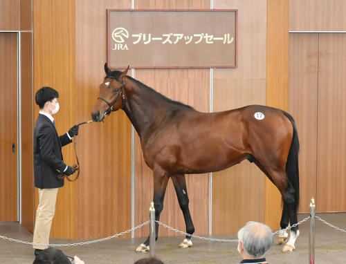 3100万円で落札されたタカミツサクラ2020(撮影・酒井清司)