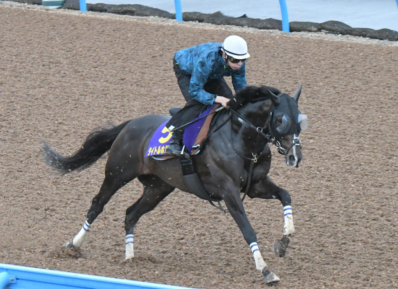 横山和騎手を背に力強いフットワークで追い切られたタイトルホルダー（撮影・酒井清司）