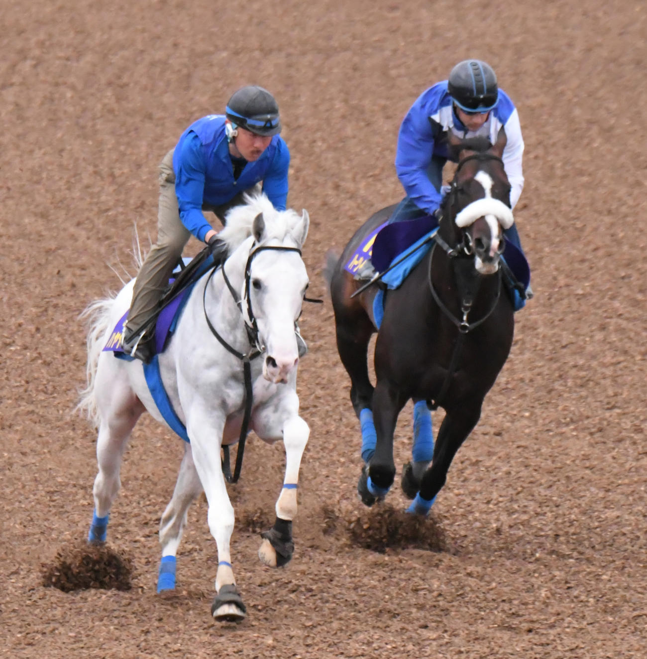 ハーツイストワール（右）はルメール騎手を背に、ハヤヤッコと併せて追い切られた（撮影・酒井清司）