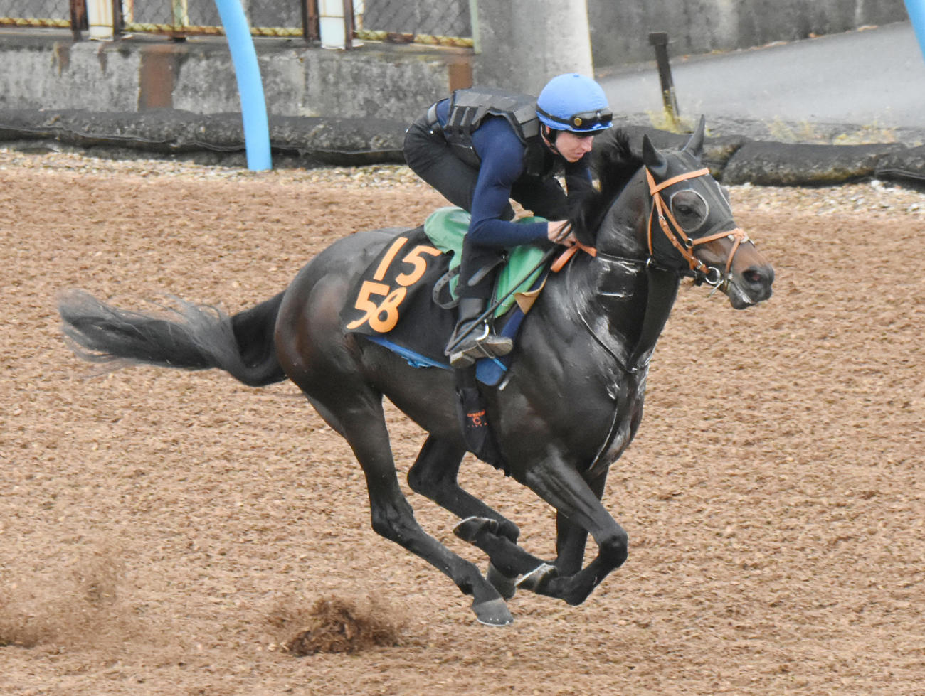 馬なり調整でゴール板を駆け抜けたレヴァンジル（撮影・酒井清司）
