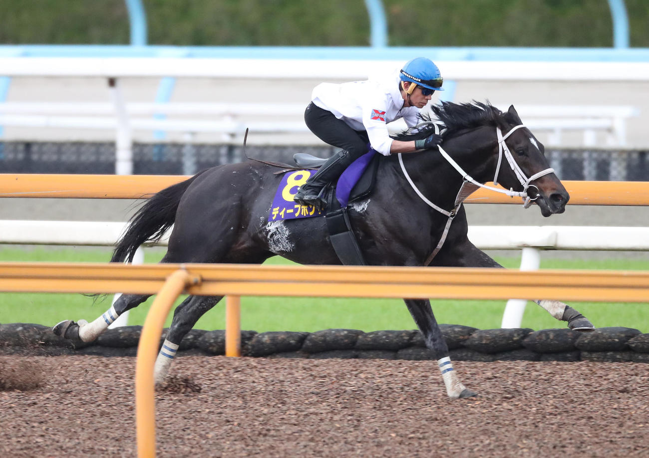 和田竜騎手を背にCウッドを単走で追い切られたディープボンド（撮影・白石智彦）