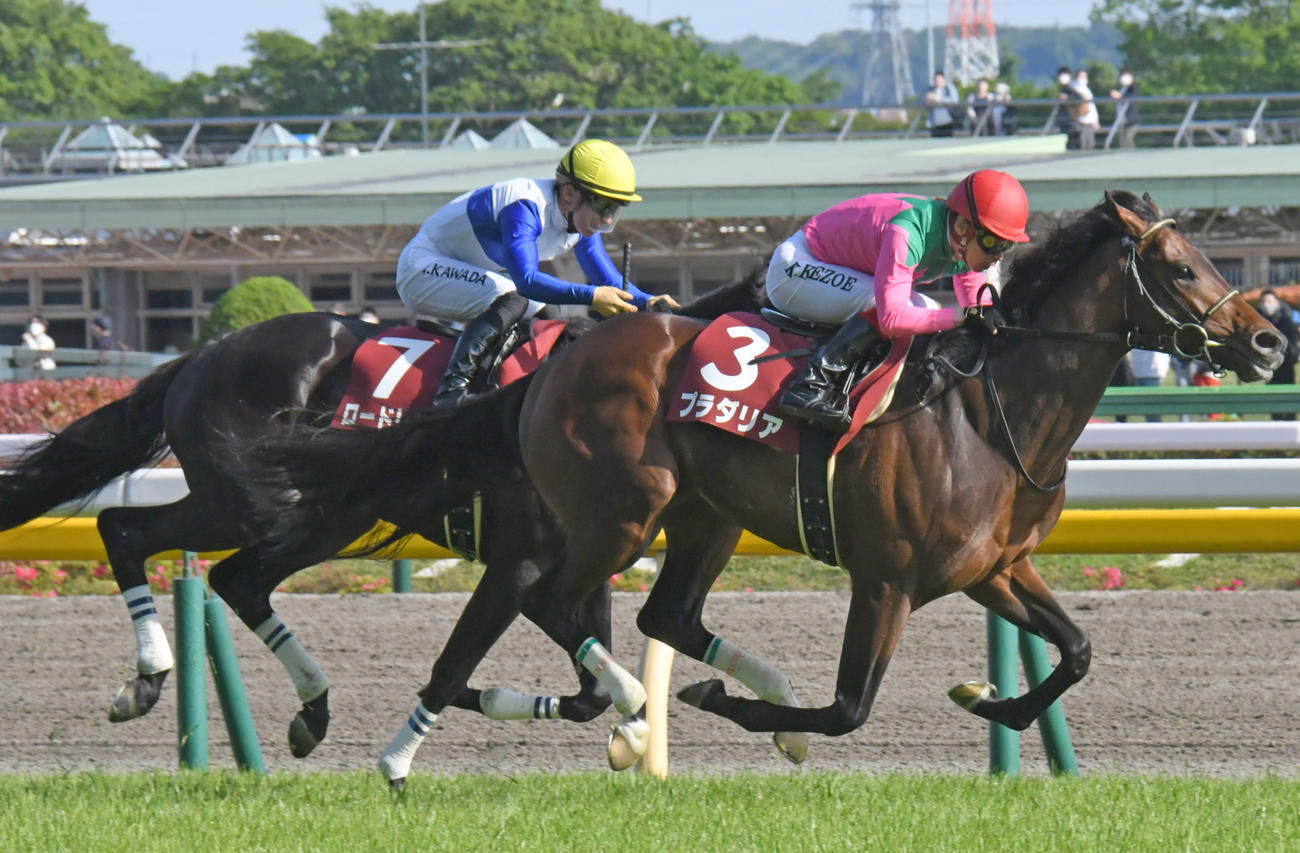 青葉賞2着に敗れたロードレゼル（左）。右は勝ったプラダリア（撮影・酒井清司）