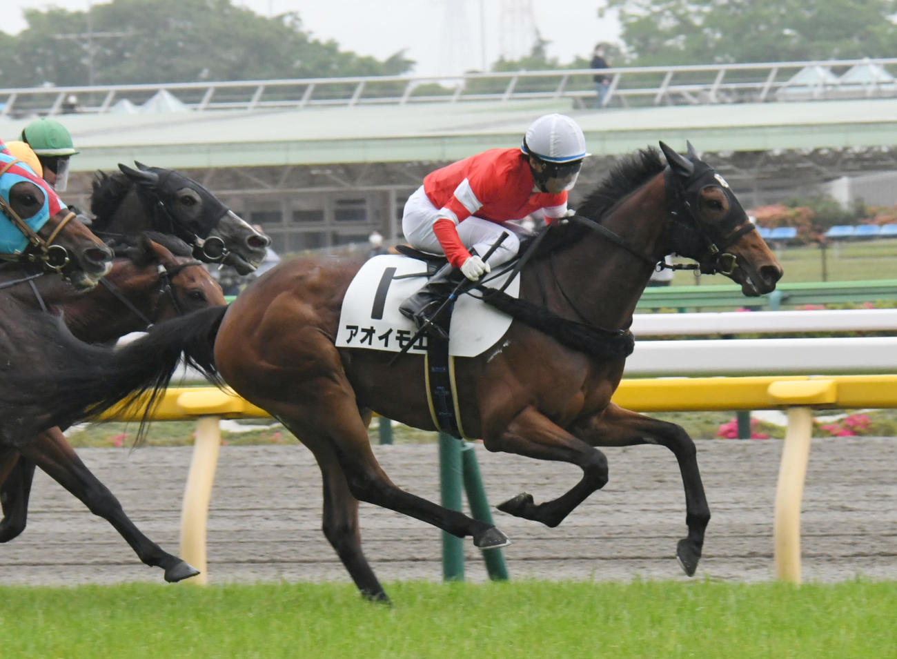 東京6R、3歳1勝クラスを快勝したアオイモエと大野拓弥騎手