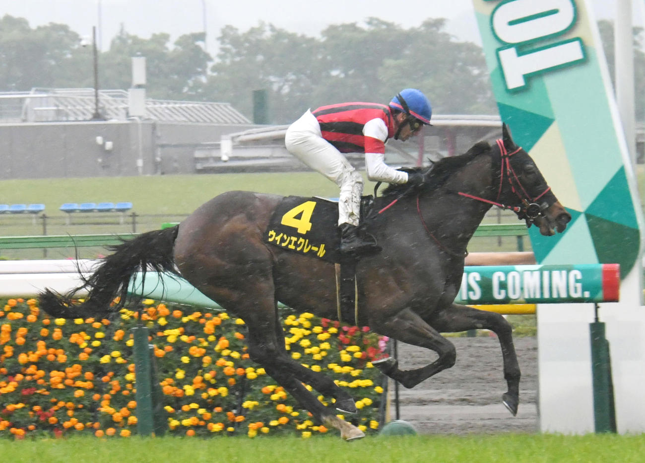 直線抜け出したウインエクレールとM・デムーロ騎手が、スイートピーSを制した（撮影・酒井清司）