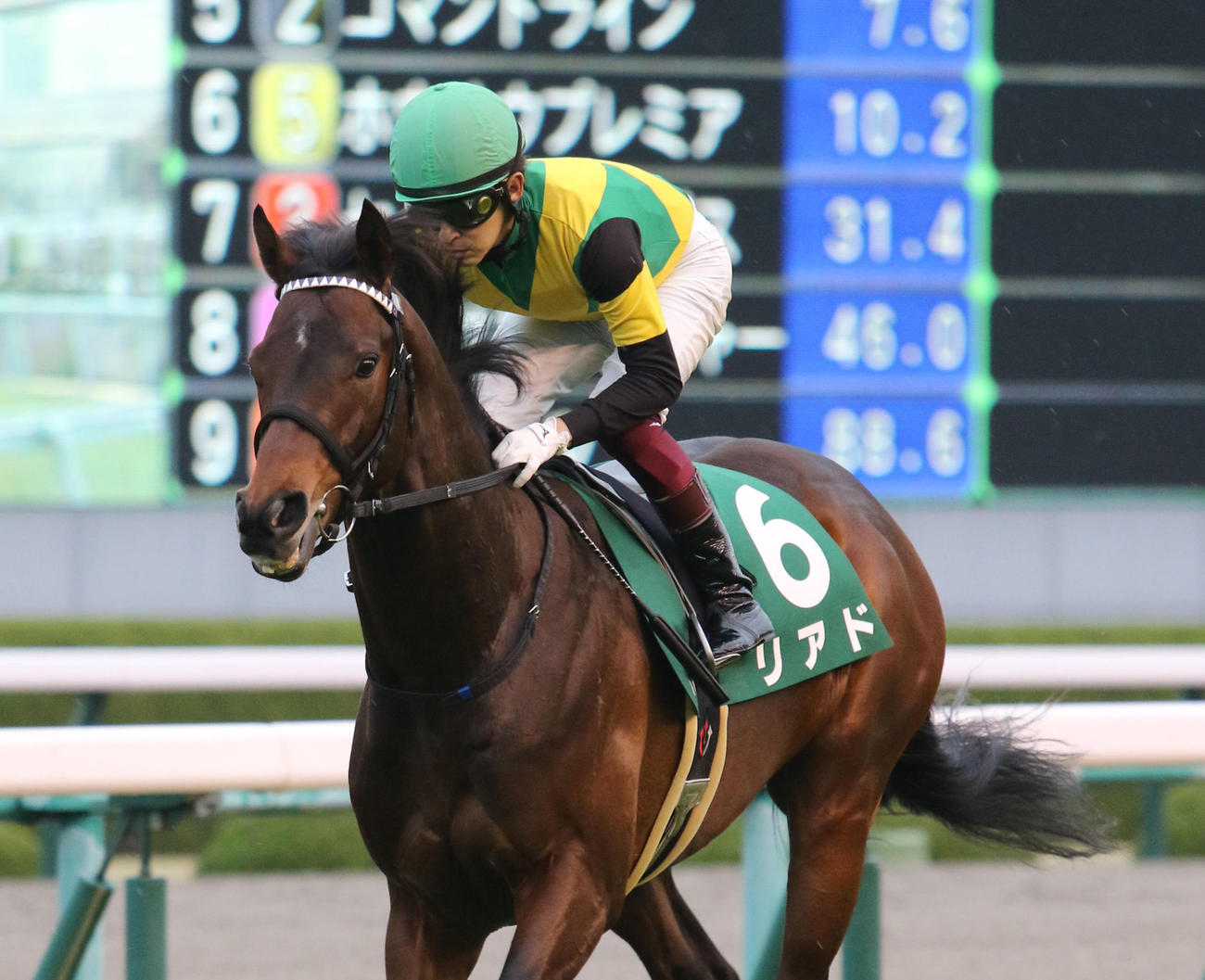 毎日杯5着に敗れたリアド（2022年3月26日撮影）
