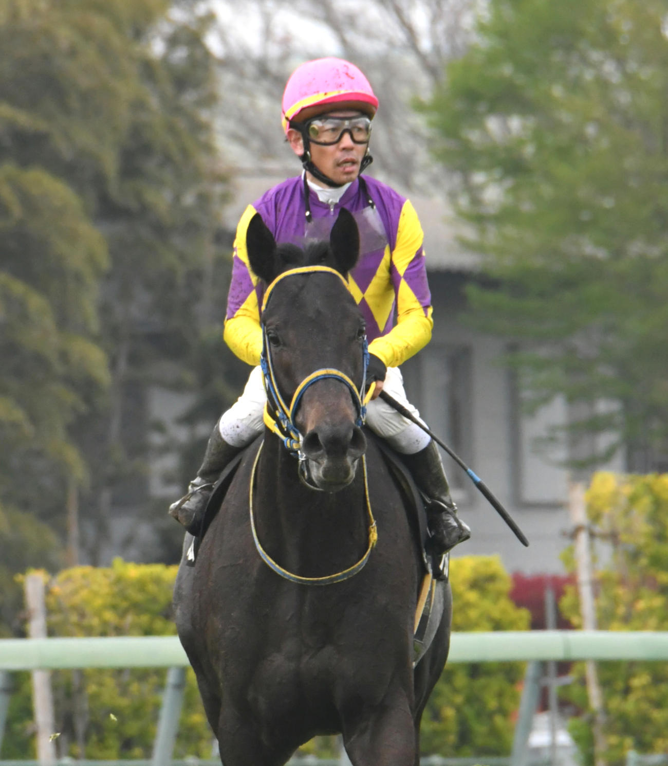 山吹賞8着に敗れたフジマサフリーダム（2022年4月3日撮影）