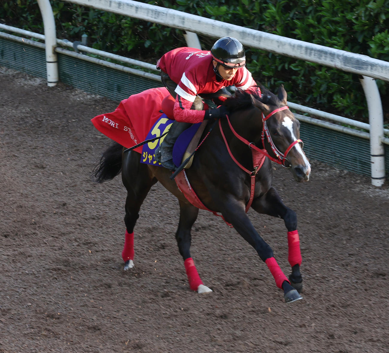 坂路を併せ馬で追い切るジャングロ