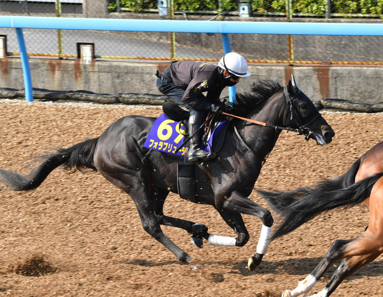 ウッドチップで3頭併せで追い切るフォラブリューテ（撮影・柴田隆二）