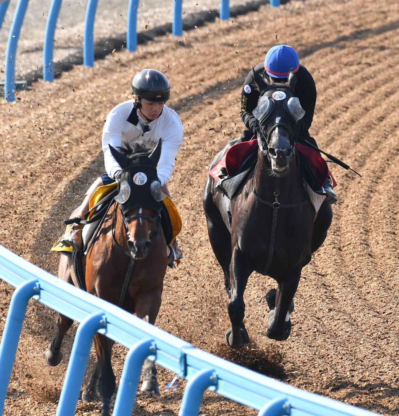ソングライン（右）は池添騎手を背にグルアーブと併せて追い切った（撮影・柴田隆二）