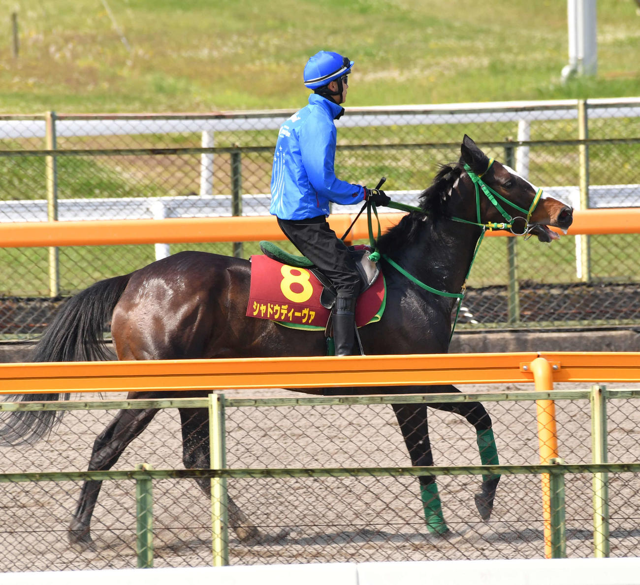 馬場入りするシャドウディーヴァ（撮影・柴田隆二）