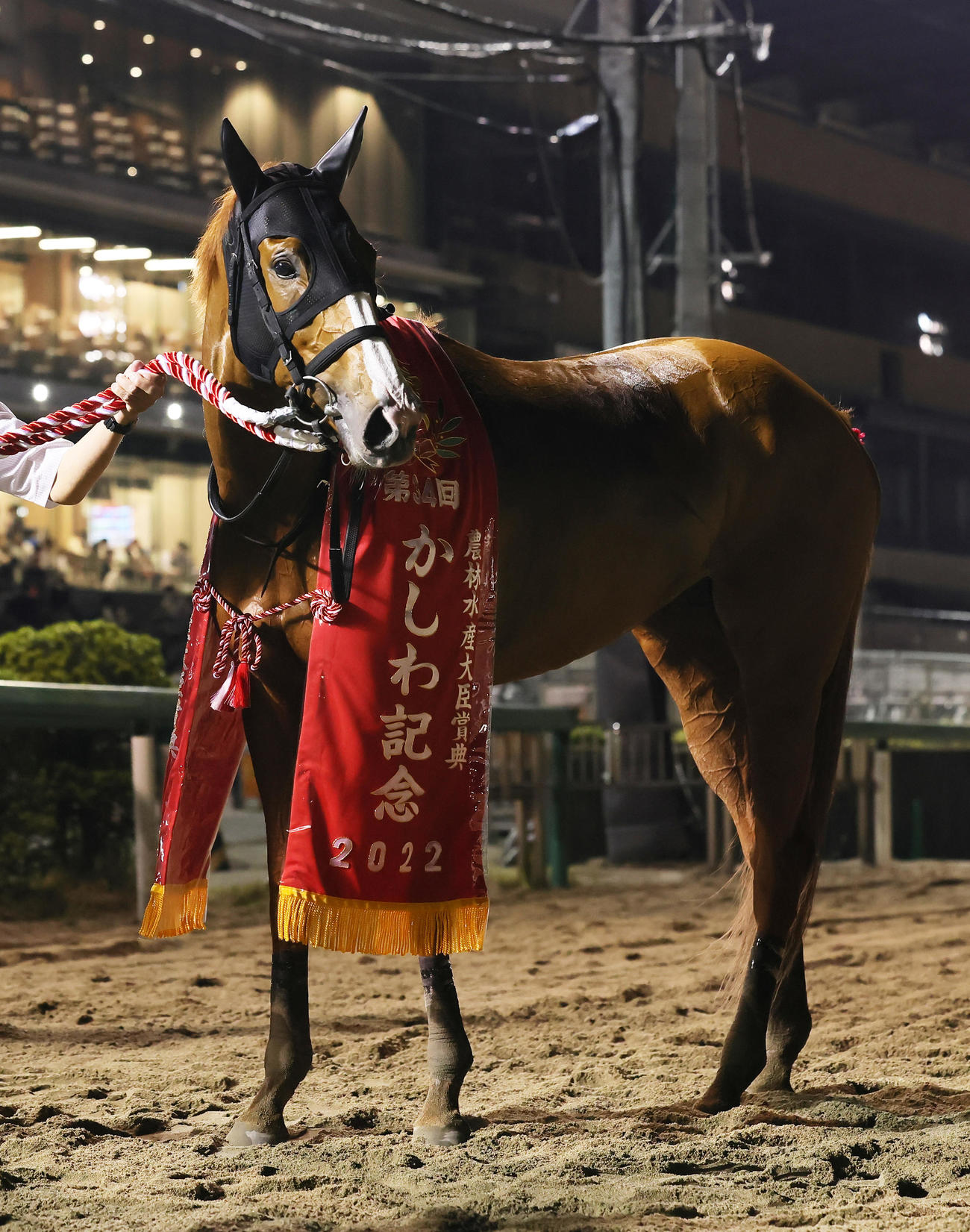 かしわ記念を制したショウナンナデシコ（撮影・足立雅史）