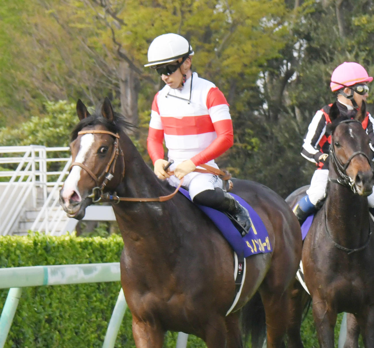 皐月賞4着ダノンベルーガはダービーへ、川田騎手とのコンビは継続