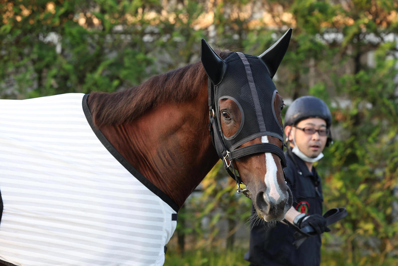 5日、厩舎周りで運動するセリフォス