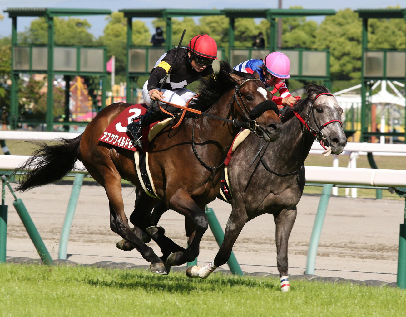 2着ヴェローナシチー（右）を差し切って京都新聞杯をレコード勝ちしたアスクワイルドモア（撮影・渦原淳）