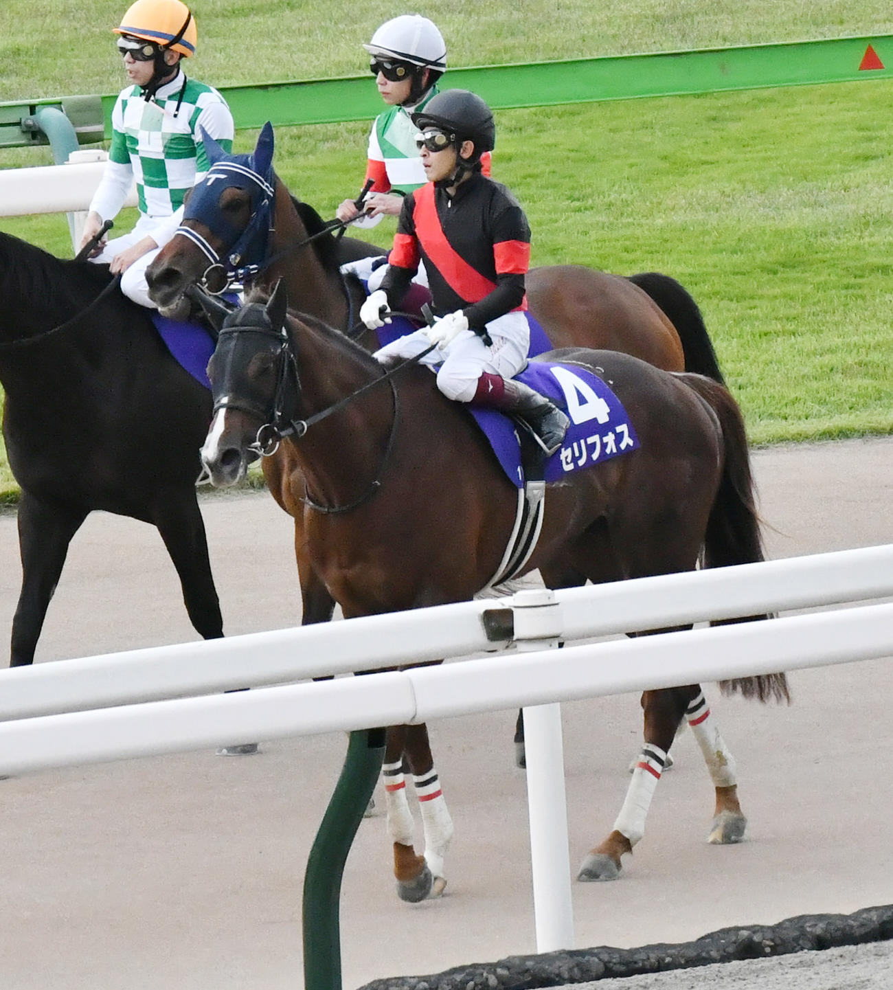 人気のセリフォスは4着に敗れた（撮影・酒井清司）