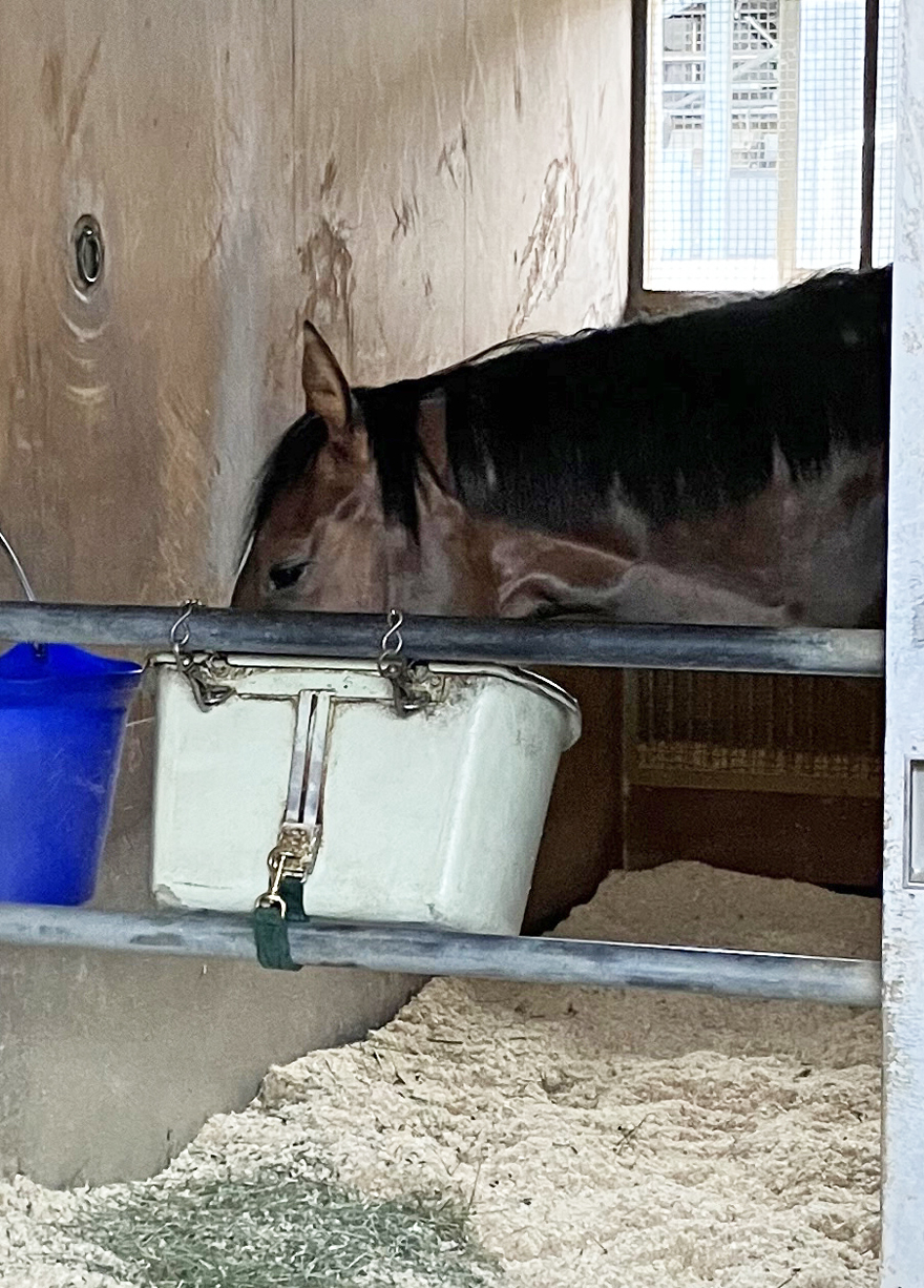 馬房のカイバ桶に顔を突っ込むダノンスコーピオン